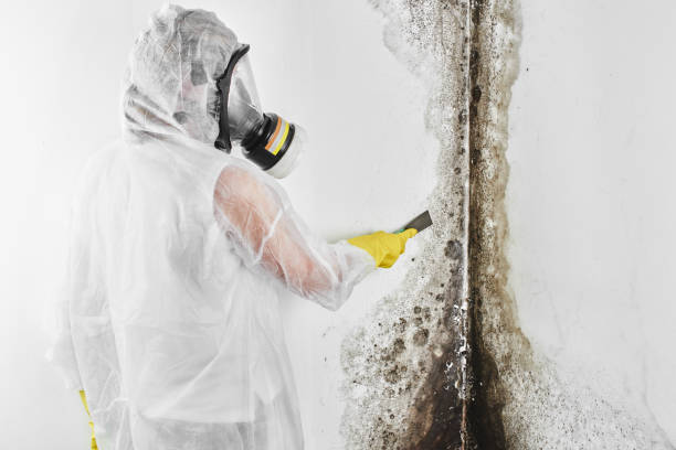 Best Emergency Mold Remediation  in Brambleton, VA