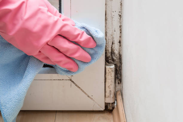 Best Mold Prevention Services  in Brambleton, VA